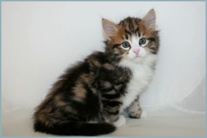 Male Siberian Kitten from Deedlebug Siberians